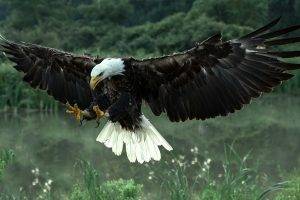 animals, Bald Eagle