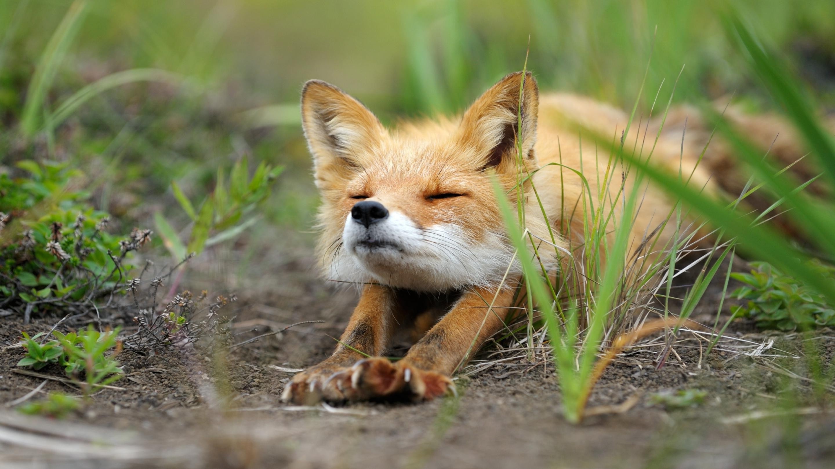 animals, Fox, Digital Art Wallpapers HD / Desktop and ...