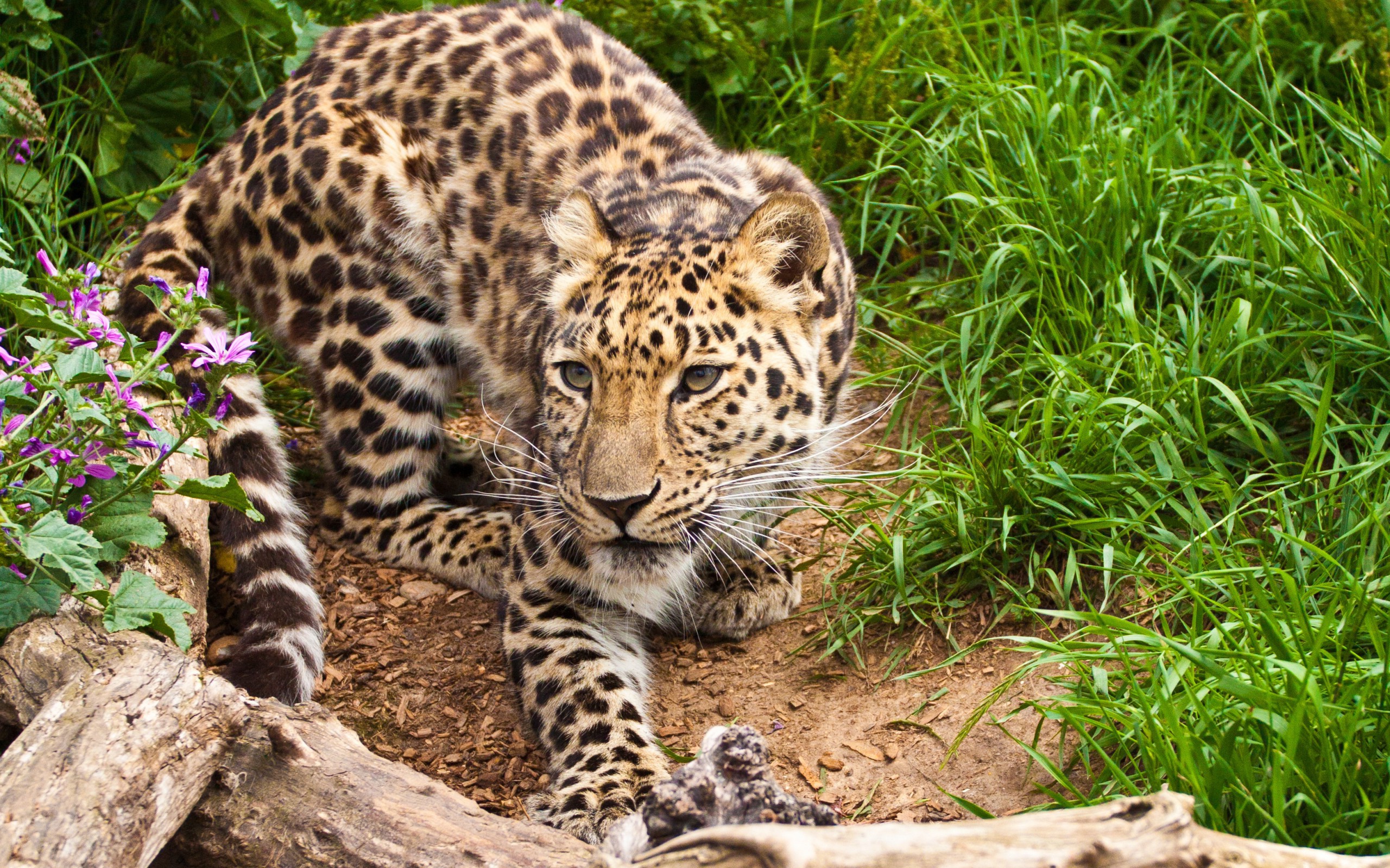 leopard, Animals Wallpaper