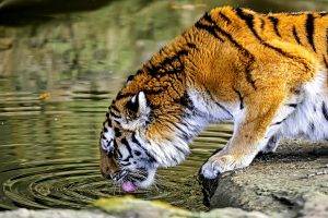 nature, Animals, Tiger, Water, Big Cats, HDR