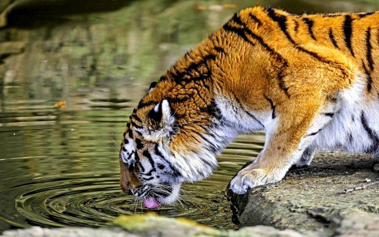 nature, Animals, Tiger, Water, Big Cats, HDR HD Wallpaper Desktop Background