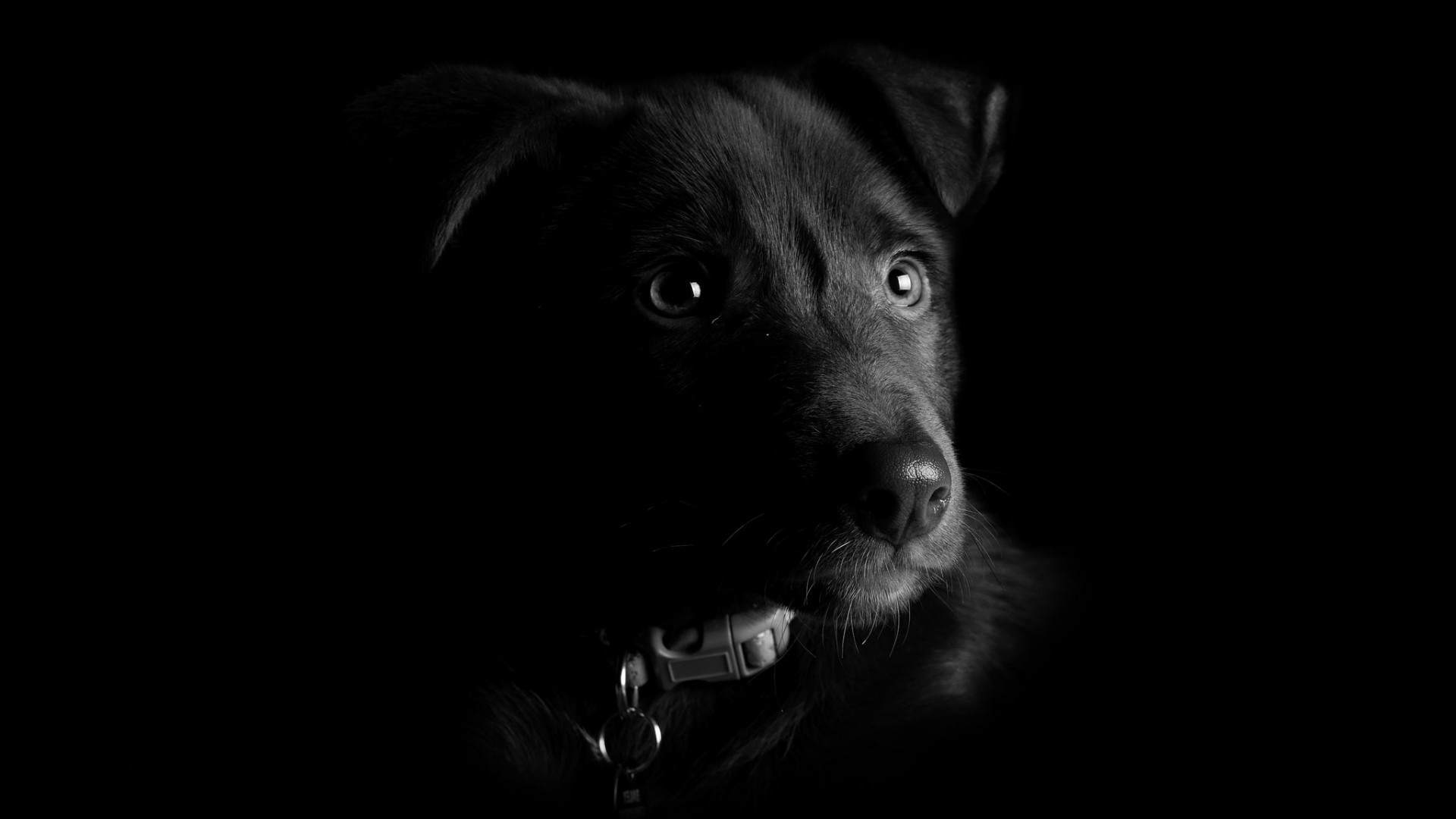 Nature Animals Dog Artwork Photography Monochrome Portrait