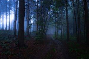 nature, Evening, Mist, Forest, Path, Landscape, Trees, Dark