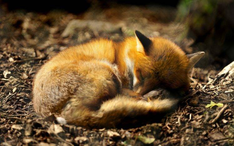 animals, Fox, Forest, Closeup, Depth Of Field, Sleeping HD Wallpaper Desktop Background
