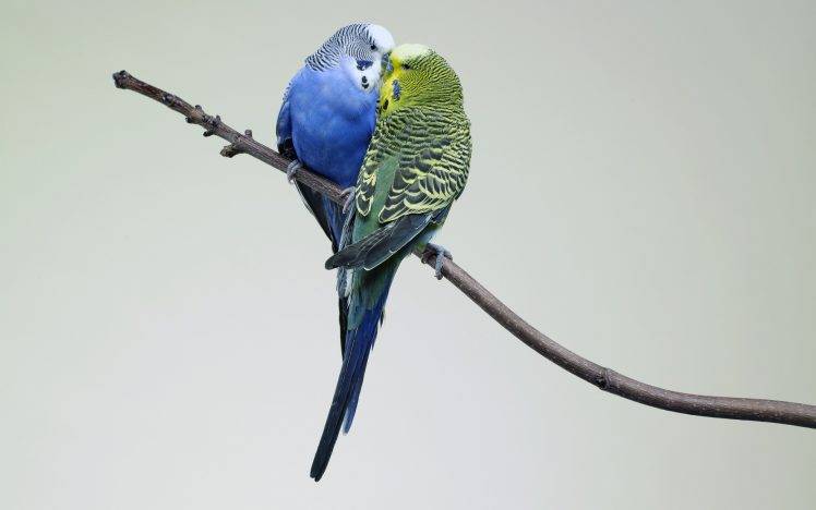 animals, Birds, Kissing, Budgies HD Wallpaper Desktop Background