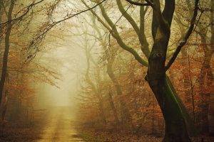 landscape, Nature, Moss, Forest, Dirt Road, Fall, Mist, Path, Leaves, Atmosphere, Daylight, Trees, Morning