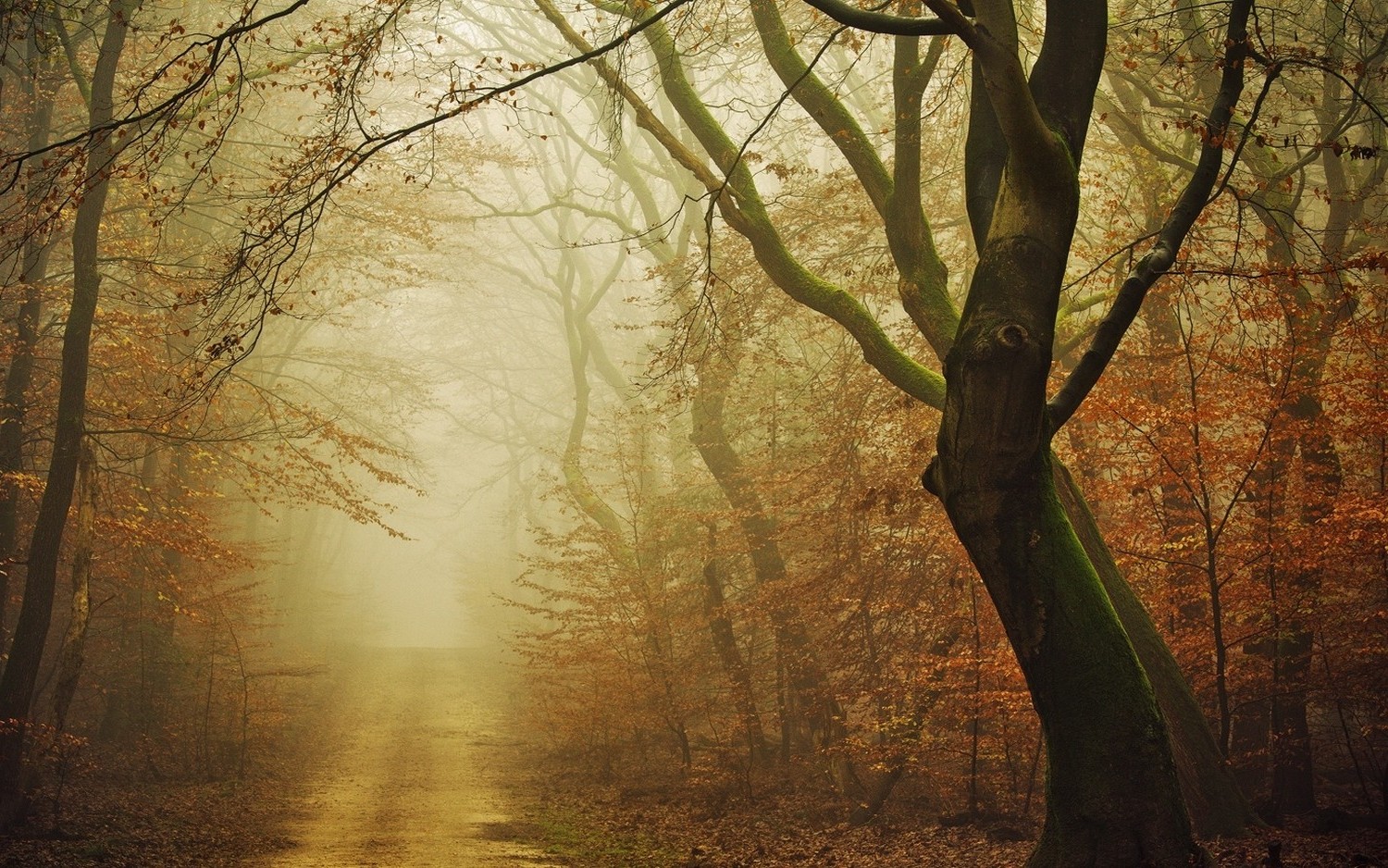 landscape, Nature, Moss, Forest, Dirt Road, Fall, Mist, Path, Leaves, Atmosphere, Daylight, Trees, Morning Wallpaper