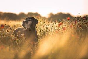 dog, Field, Flowers, Poppies, Red Flowers, Depth Of Field, Animals