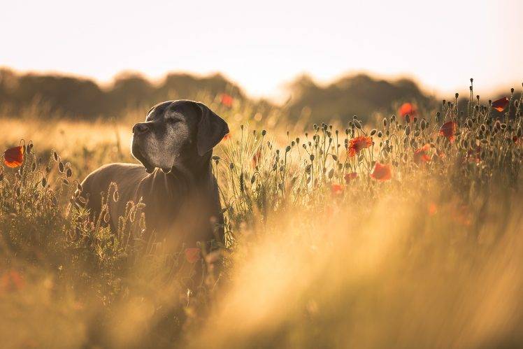 dog, Field, Flowers, Poppies, Red Flowers, Depth Of Field, Animals HD Wallpaper Desktop Background