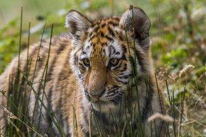 tiger, Animals, Baby Animals, Nature