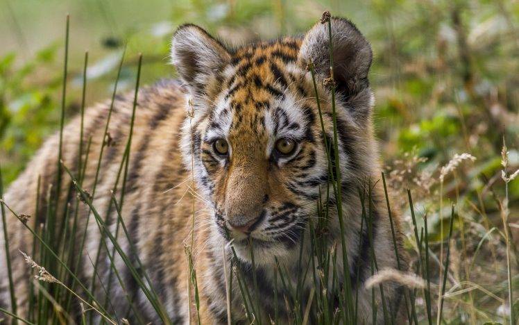 tiger, Animals, Baby Animals, Nature HD Wallpaper Desktop Background