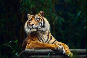 tiger, Animals, Big Cats, Nature