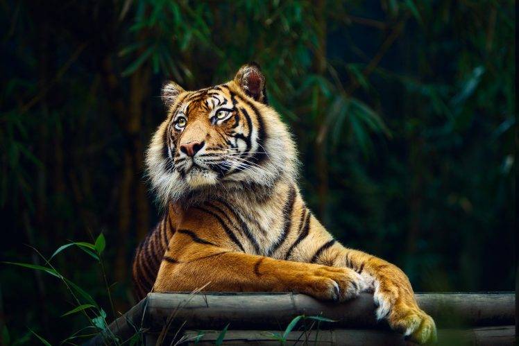 tiger, Animals, Big Cats, Nature HD Wallpaper Desktop Background