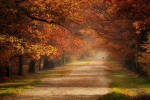 nature, Landscape, Fall, Dirt Road, Trees, Grass, Mist, Tunnel, Couple, Atmosphere