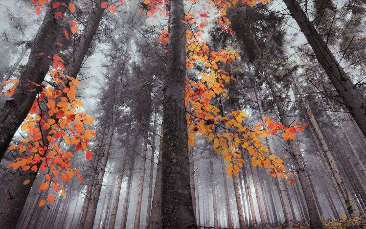 nature, Landscape, Forest, Mist, Leaves, Fall, Trees HD Wallpaper Desktop Background