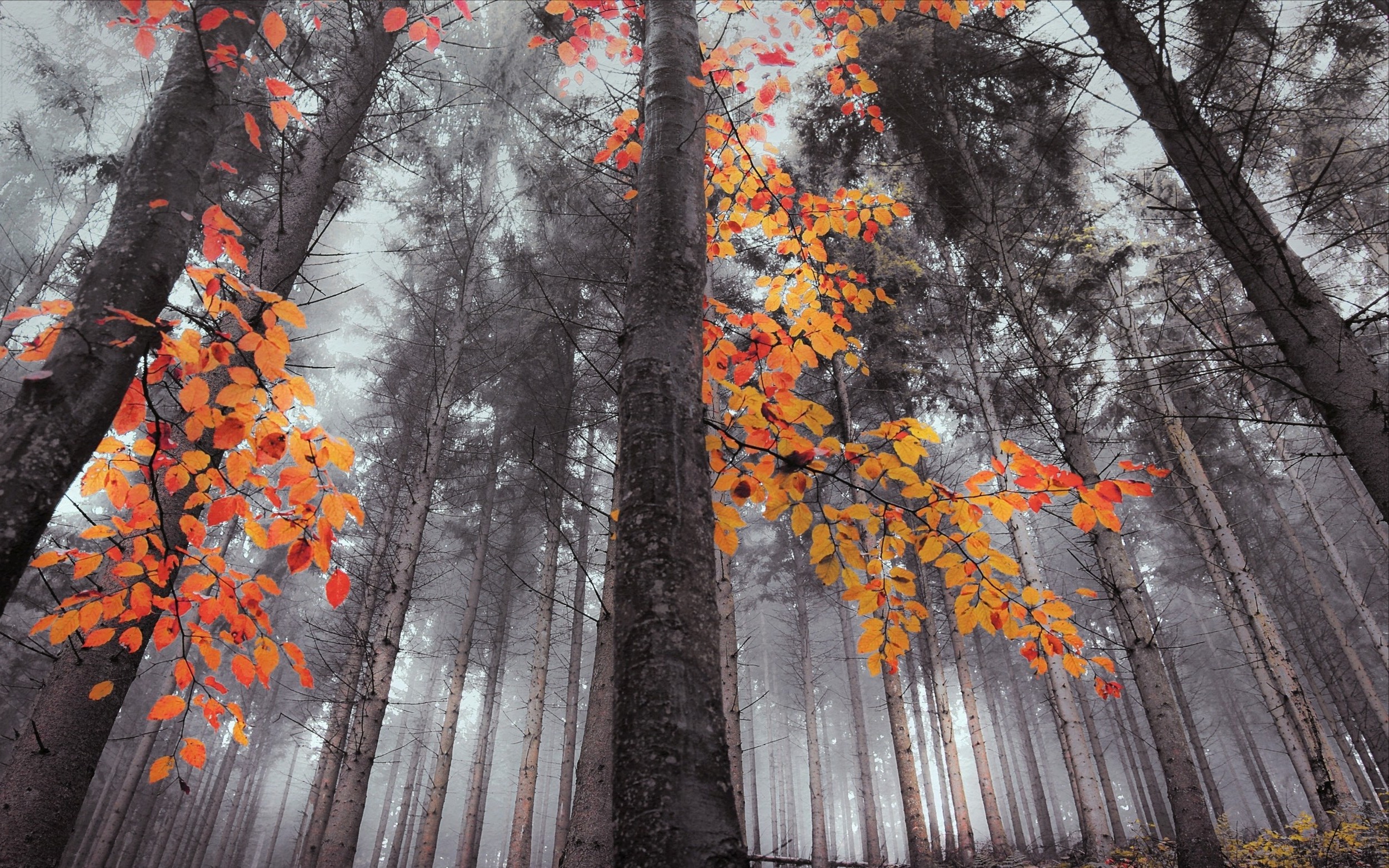 nature, Landscape, Forest, Mist, Leaves, Fall, Trees Wallpaper