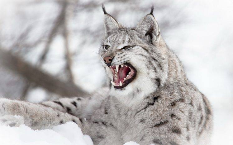 animals, Lynx, Nature, Snow, Wildlife, Depth Of Field, Wild Cat, Open Mouth HD Wallpaper Desktop Background