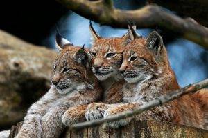nature, Animals, Lynx