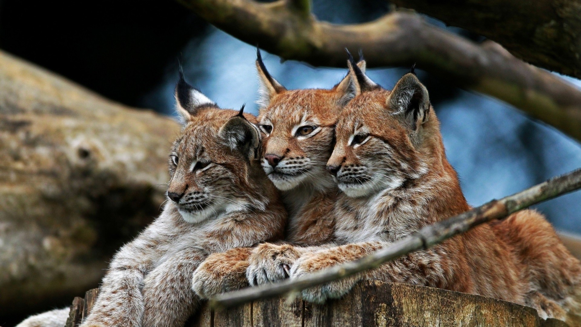 nature, Animals, Lynx Wallpaper