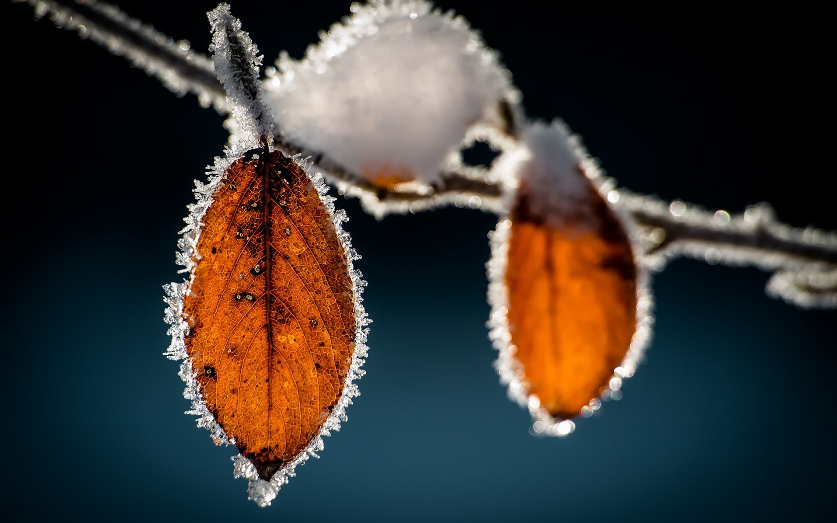 leaves, Frost, Macro, Nature Wallpaper