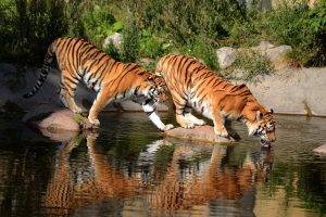 Bengal Tigers, Animals
