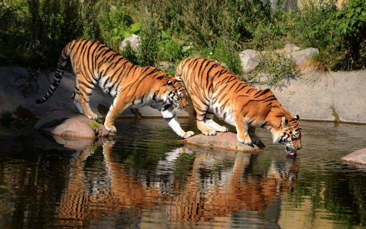 Bengal Tigers, Animals HD Wallpaper Desktop Background