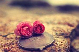 rose, Love