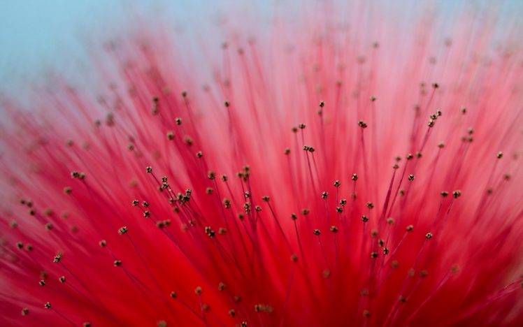 Calliandra, Macro, Flowers, Pink Flowers HD Wallpaper Desktop Background