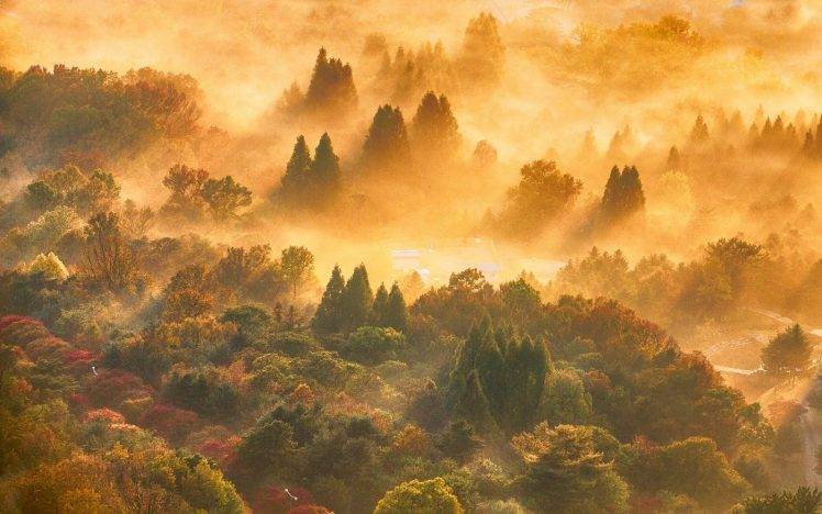nature, Landscape, Fall, Forest, Mist, Sunrise, Trees, Sun Rays, Colorful HD Wallpaper Desktop Background