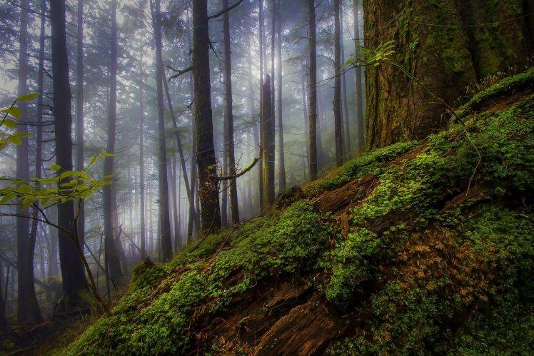 nature, Landscape, Morning, Forest, Mist, Shrubs, Trees, Hill HD Wallpaper Desktop Background
