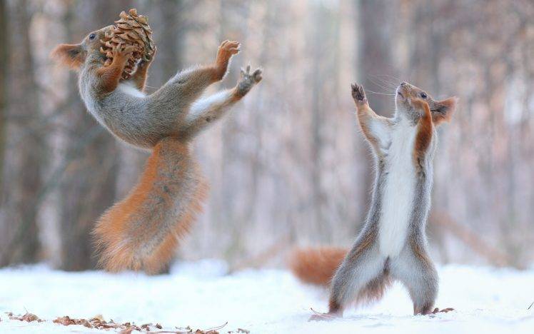 nature, Animals, Squirrel, Snow, Winter, Force HD Wallpaper Desktop Background