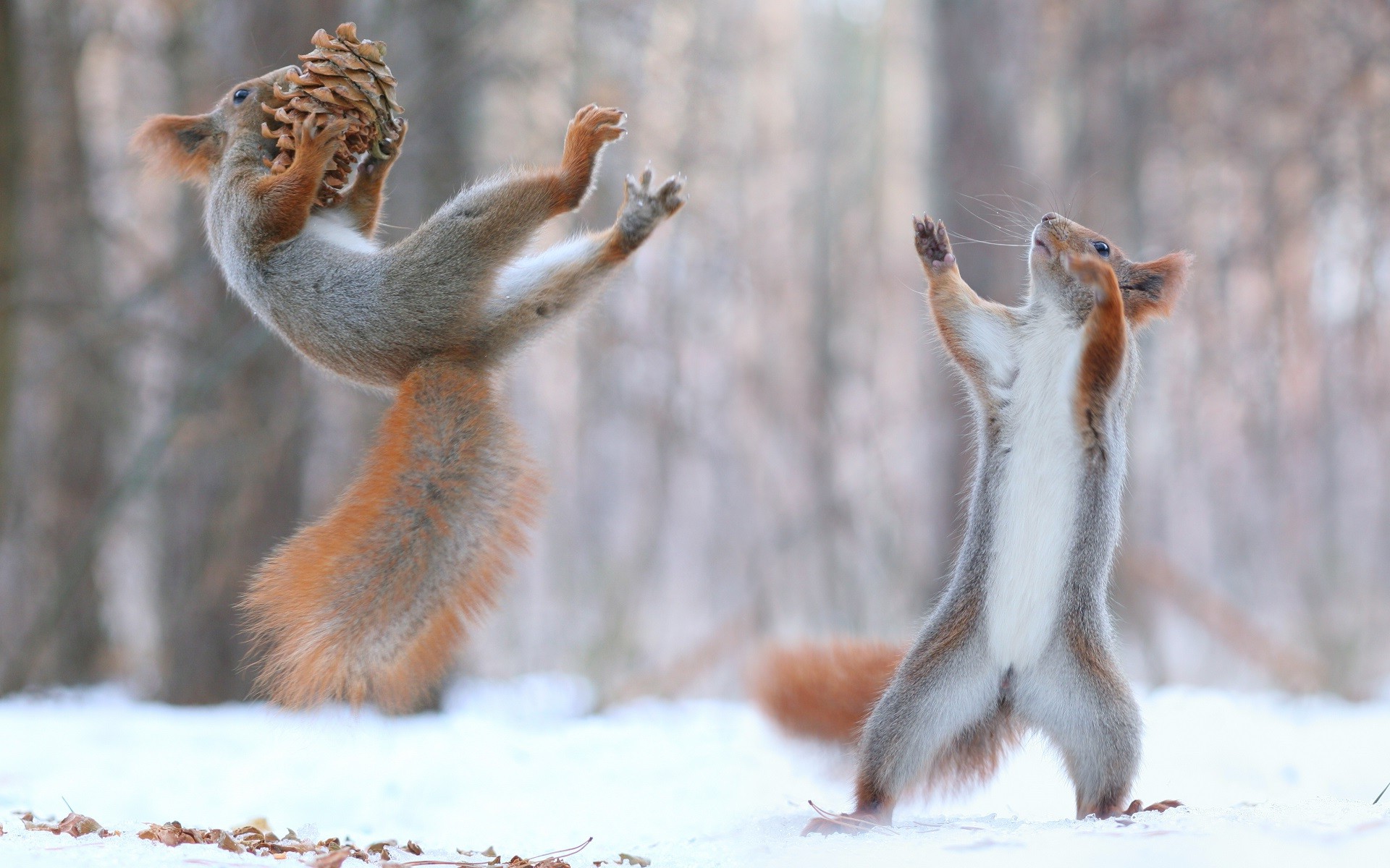 269815-nature-animals-squirrel-snow-winter-force.jpg