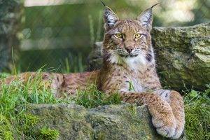 nature, Animals, Lynx, Big Cats
