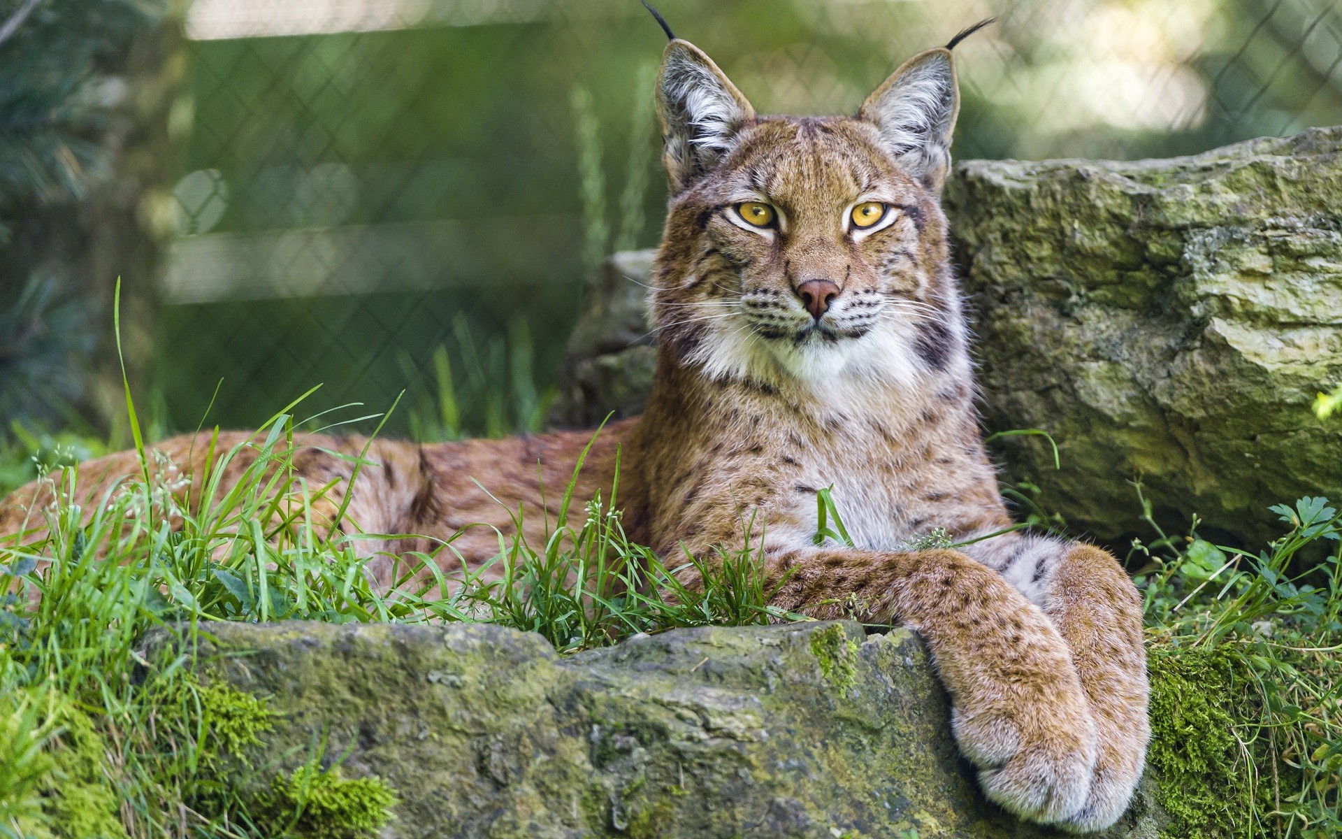 nature, Animals, Lynx, Big Cats Wallpapers HD / Desktop and Mobile Backgrou...