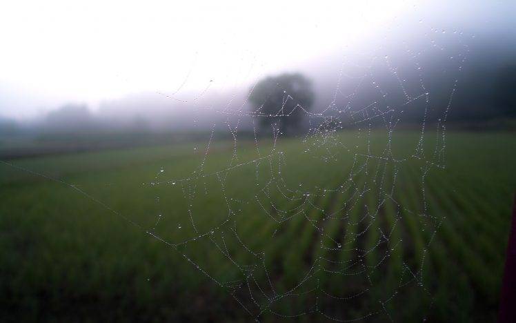 blurred, Spider, Field, Landscape, Nature HD Wallpaper Desktop Background