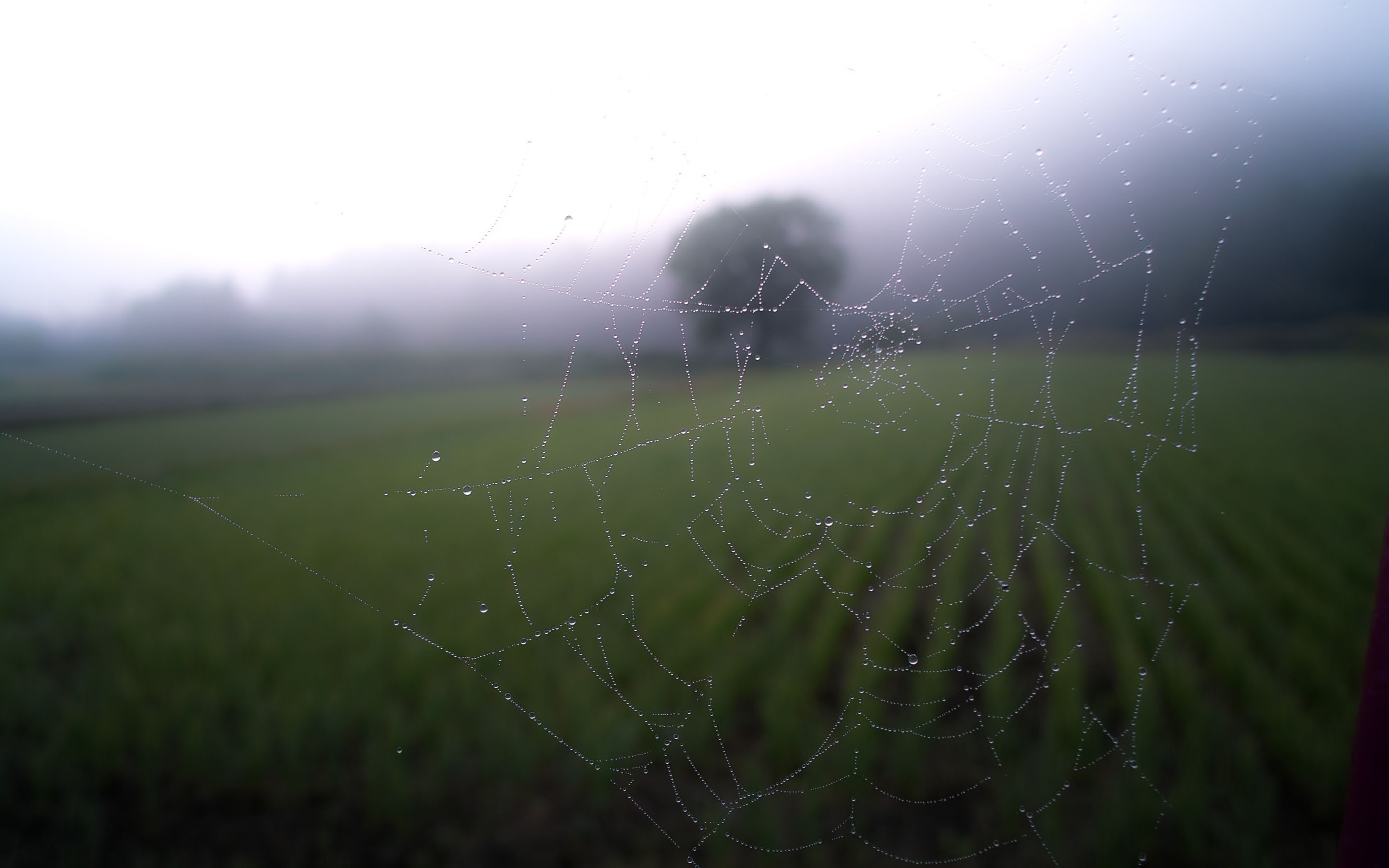 blurred, Spider, Field, Landscape, Nature Wallpaper