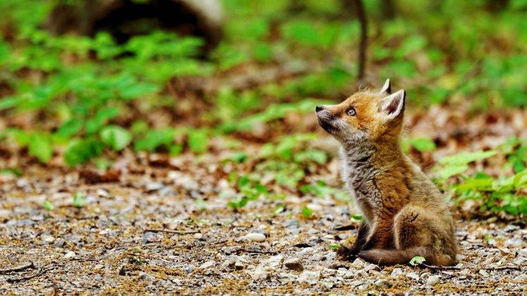 nature, Animals, Baby Animals, Fox, Sitting, Field, Plants, Depth Of Field HD Wallpaper Desktop Background