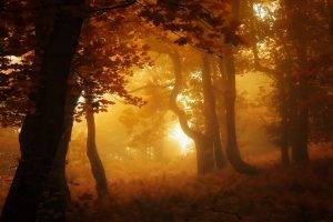 nature, Forest, Mist, Sunrise, Leaves, Fall, Trees, Landscape, Amber, Atmosphere