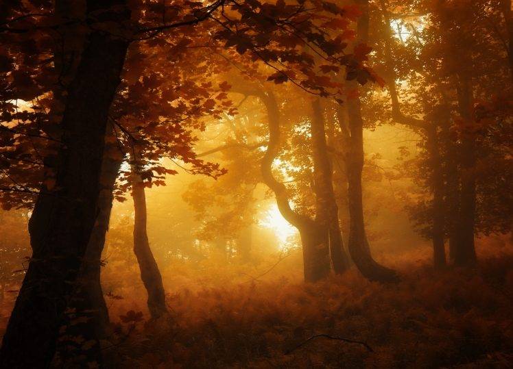 nature, Forest, Mist, Sunrise, Leaves, Fall, Trees, Landscape, Amber, Atmosphere HD Wallpaper Desktop Background