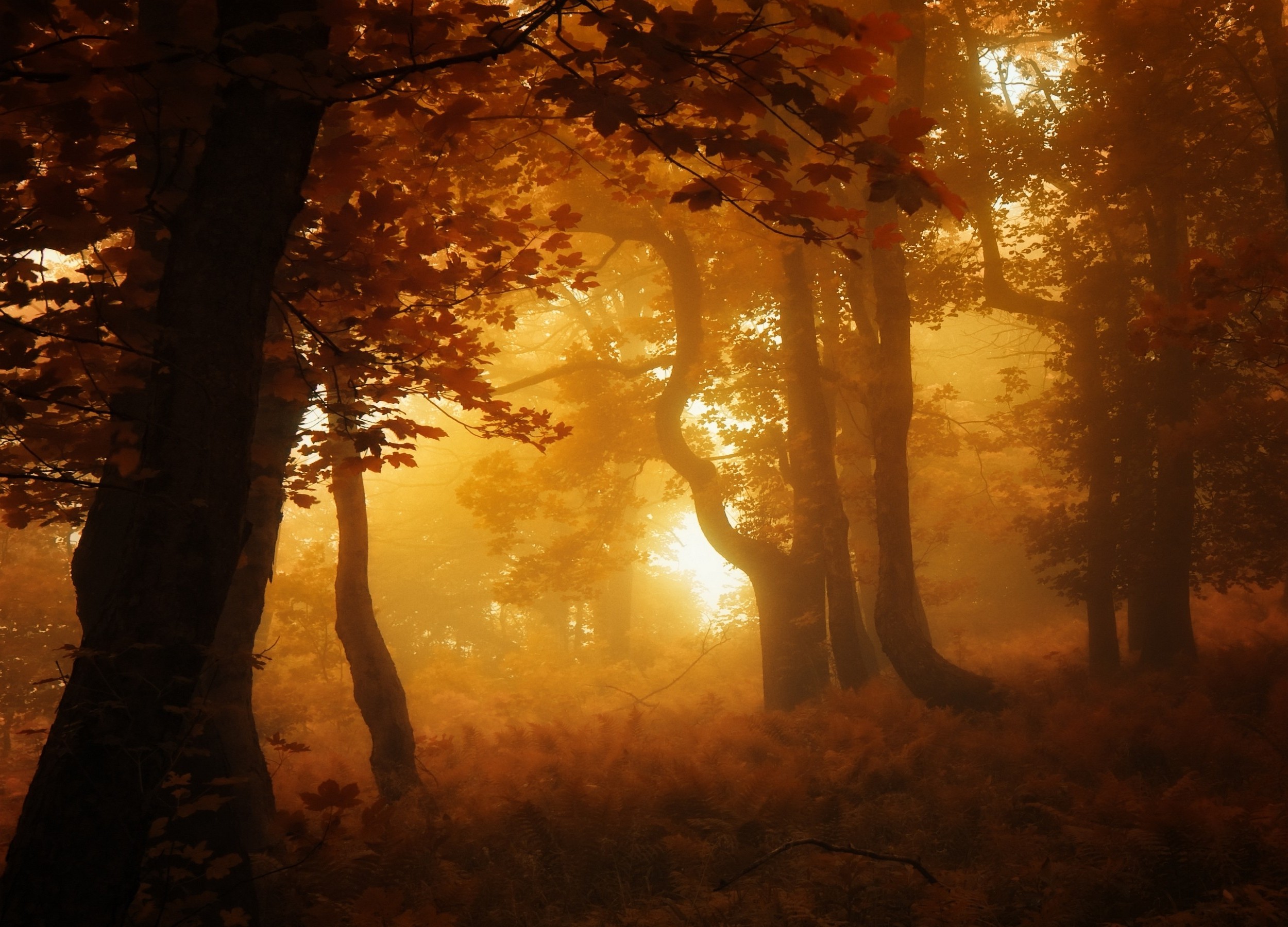 nature, Forest, Mist, Sunrise, Leaves, Fall, Trees, Landscape, Amber, Atmosphere Wallpaper