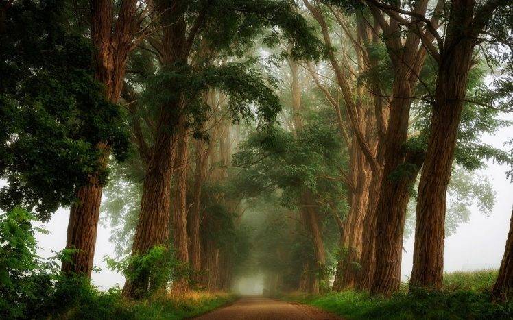 nature, Landscape, Mist, Trees, Dirt Road, Shrubs, Morning HD Wallpaper Desktop Background