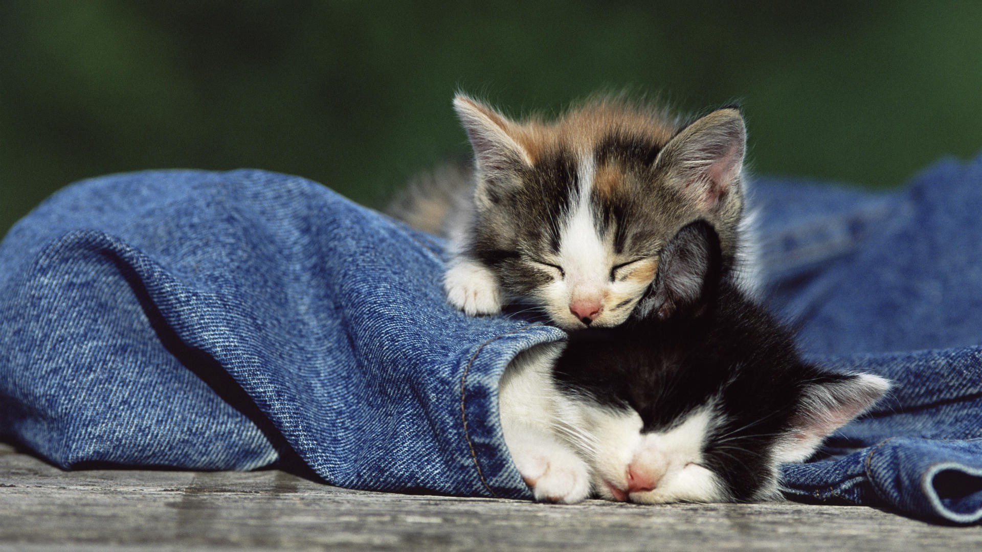 animals, Cat Wallpaper