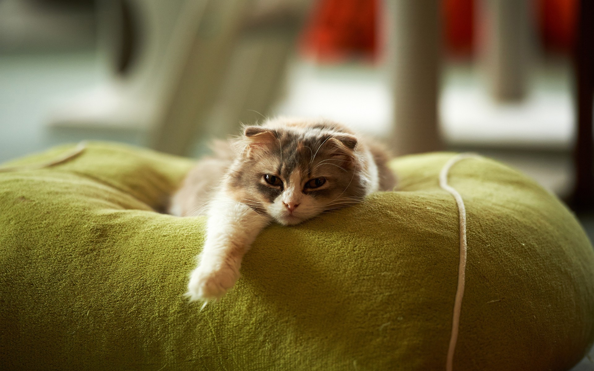 cat, Animals Wallpaper