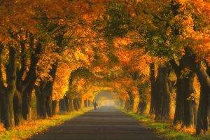 nature, Landscape, Road, Trees, Tunnel, Fall, Grass
