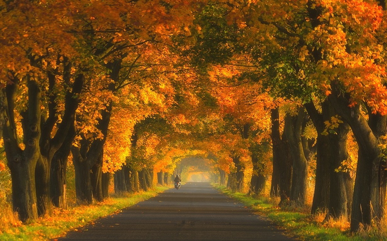 nature, Landscape, Road, Trees, Tunnel, Fall, Grass Wallpaper
