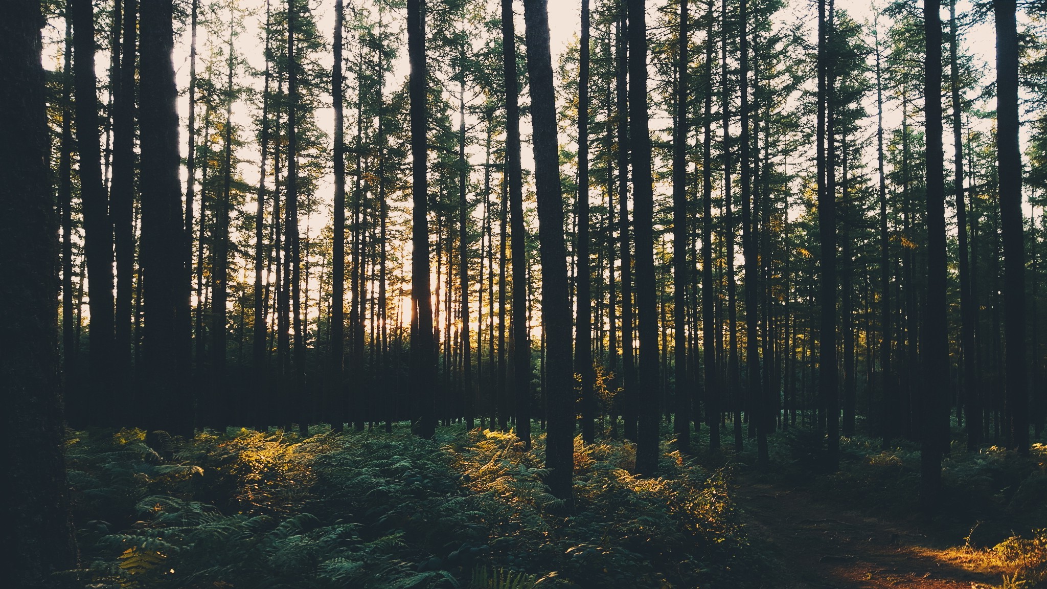 nature, Forest, Trees, Landscape, Sunset, Sun, Exploration Wallpapers HD / ...