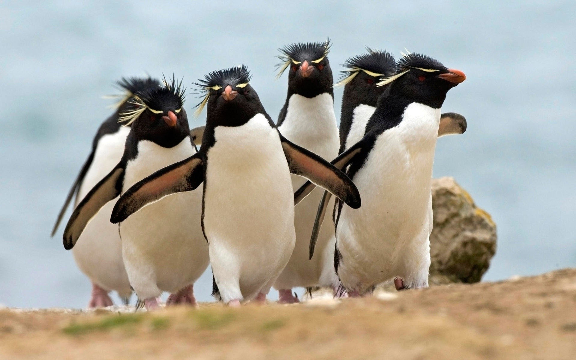 animals, Penguins Wallpaper