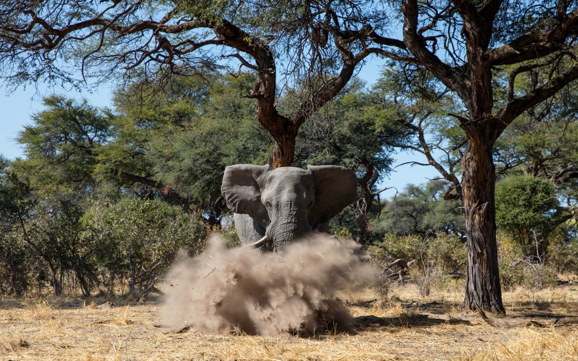 animals, Elephants Wallpaper