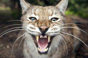 nature, Animals, Lynx, Big Cats, Open Mouth
