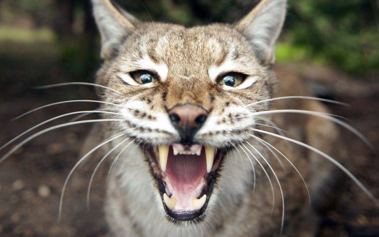 nature, Animals, Lynx, Big Cats, Open Mouth HD Wallpaper Desktop Background